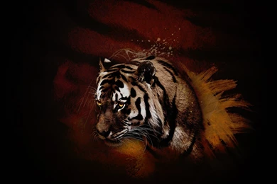 Tiger, Wallpaper, Dark, Background, Web (