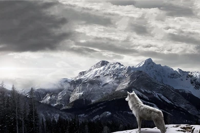 Wolf Hd Wallpapers
