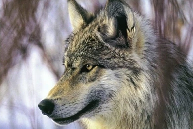 Wolf Backgrounds Photo By Sergeant_Grif