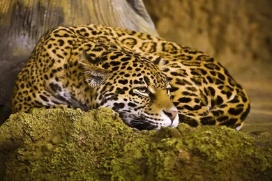 Wallpapers > Cars > Hd Jaguar Wallpapers @ Collect HD