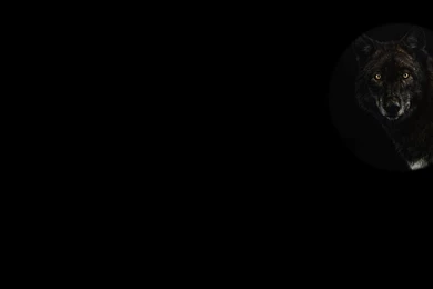 Image   Guise Of The Wolf Backgrounds Black Wolf.jpg   Steam ...