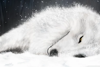 Awesome Wolf Picture