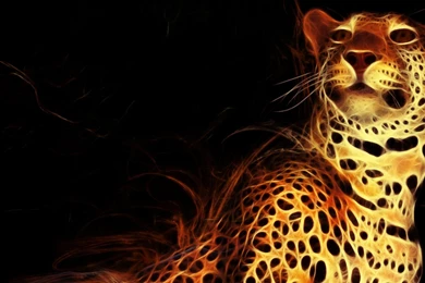 Jaguar Hd Wallpapers Free Download   Free Hd Wallpapers