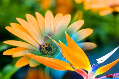 RePin Image: Flowers Backgrounds Hd On Pinterest