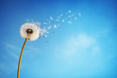Download Wallpapers The Sky, Dandelion, Flower, Background, Flowers ...