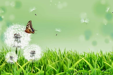 Colorful Butterfly HD Wallpapers