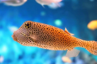 Fish Live Wallpapers PC DF5