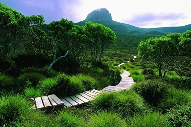 Green Landscapes Nature Trees Forests Hills Tasmania Wallpapers ...