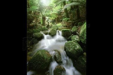 Rainforest Stream, Blue Tier, N.e. Tasmania Wallpapers Mural ...