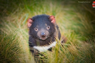7 Tasmanian Devil HD Wallpapers