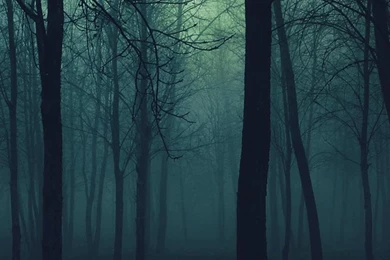 Dark Forest iPhone 5s Wallpapers Download