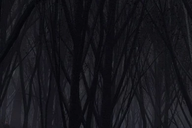 Dark Forest iPhone 5 Wallpapers (640x1136)