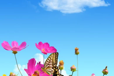 Download Wallpapers 1080x1920 Flowers, Sky, Butterflies, Balloons ...