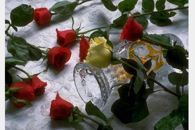 Only Red Roses High Quality Wallpapers