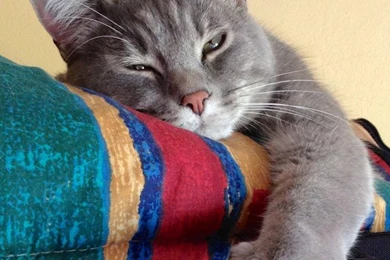 Free Wallpapers Download For Mobile