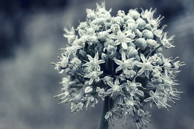 Onion Flowers Photography, Blooming Flowers On Fuzzy Backgrounds ...
