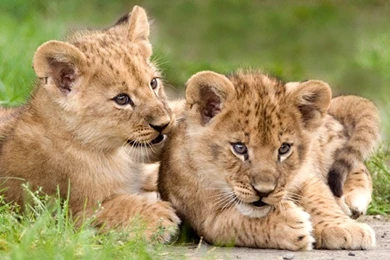 Lion cubs african free hd wallpapers downloaded