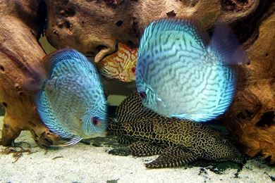 Discus (Fish) Wallpapers