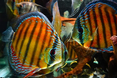 DISCUS Tropical Fish Wallpapers