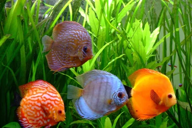 Symphysodon Discus Latest HD Wallpapers Free Download