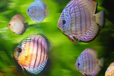 Download Discus Fish Cute Wallpapers