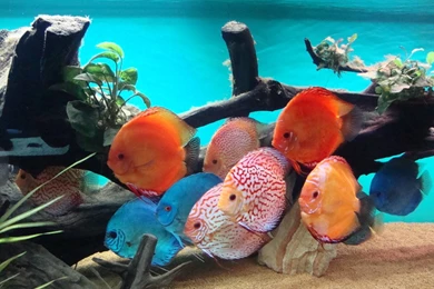 Discus Fish By Ancatheshadow On DeviantArt