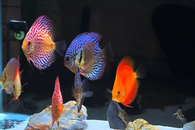 DISCUS Tropical Fish Wallpapers