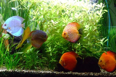 DISCUS Tropical Fish Wallpapers