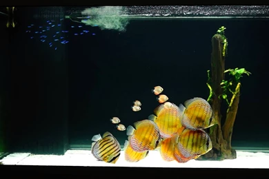 DISCUS Tropical Fish Wallpapers