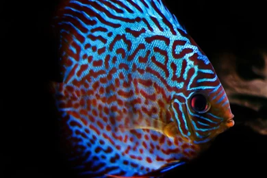 221670 Discus 1200x798px By Naomi Merdinger