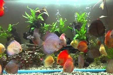 DISCUS Tropical Fish Wallpapers