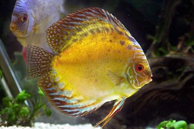 Exotic Fish Wallpapers   Whale   Fish   Orka   Penguin   Discus ...