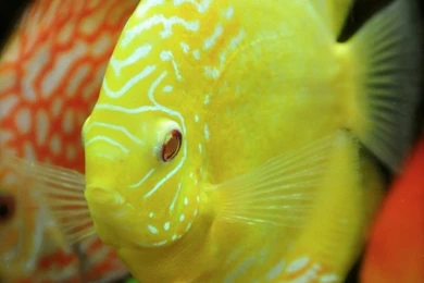 Discus Fish On Pinterest
