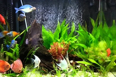 Aqua One 620t Discus And Rainbow Fish   YouTube