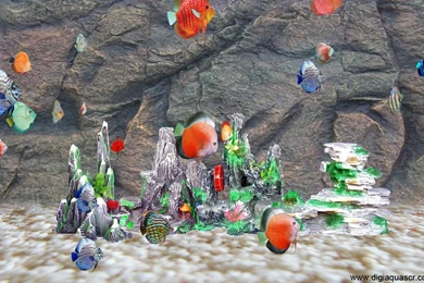 Free Aquarium Wallpapers