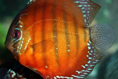 Fish Wallpapers: Discus Fish Photos
