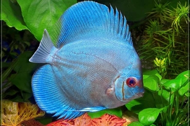 Blue Discus