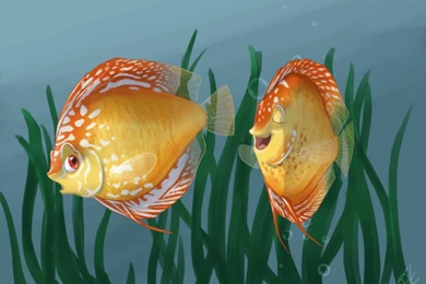 DeviantArt: More Like Discus Fish By Danke kitten