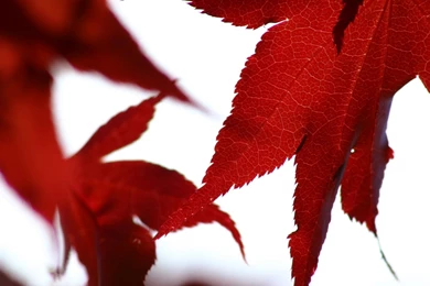 Black And White Wallpapers: Red Leaves Red White Wallpapers