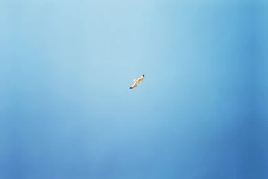Wallpapers Blue, Clean, Seagull, Seagull In The Clear Blue Sky.