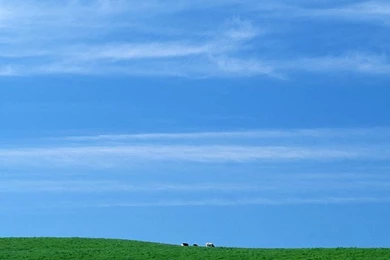 Vast Country Field, Blue Sky, White Cloud   Perfect Country Field ...
