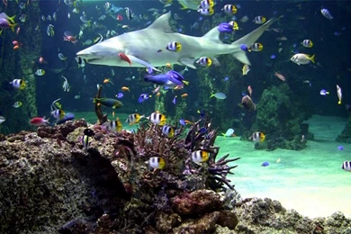 Live Aquarium Screensaver Free Download