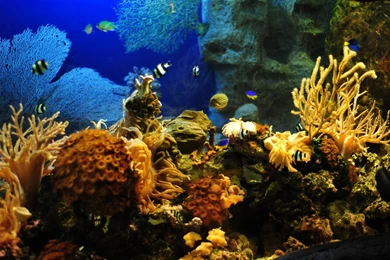 Free Fish Tank Wallpapers Widescreen Photos Of Which One To Choose ...