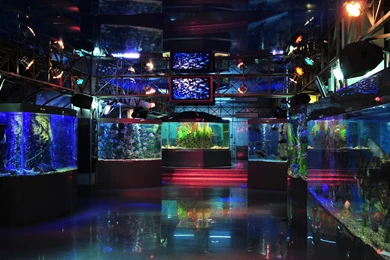 Hd Aquarium 09 Photos Of Hd Aquarium Backgrounds For Your PC ...