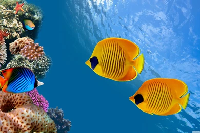 Desktop Aquarium HD Desktop Wallpapers : Widescreen : High ...