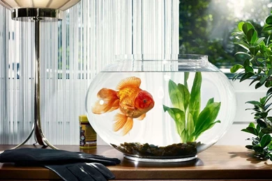 Animals Archives   HD Wallpapers Source