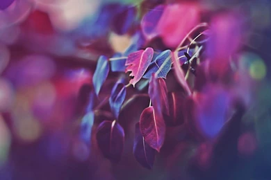 Autumn Decorations Hd Wallpapers 20 Hd Wallpapers