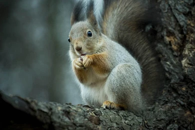 Apple Mac Desktop Wallpapers HD Ultimate Guide To Squirrel Hunting ...