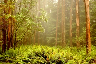 Beautiful Scenery Wallpapers Wallpapers   HD Wallpapers 91978