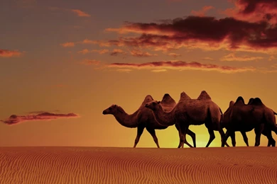 Arabian Desert Oasis Sunset